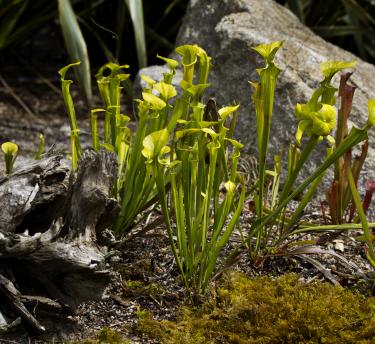 A view of multiple cobra lillies set in a garden